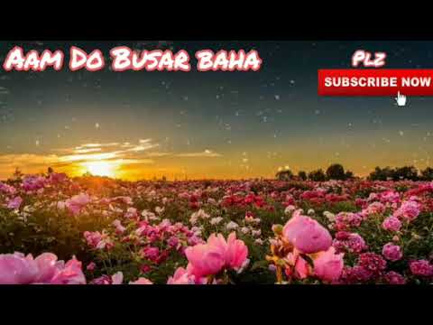 Aam Do Busar Baha  Santhali hits  Superhit Santhali Old Romantic song
