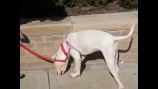 Chyna-Available At The Humane Society Of Missouri