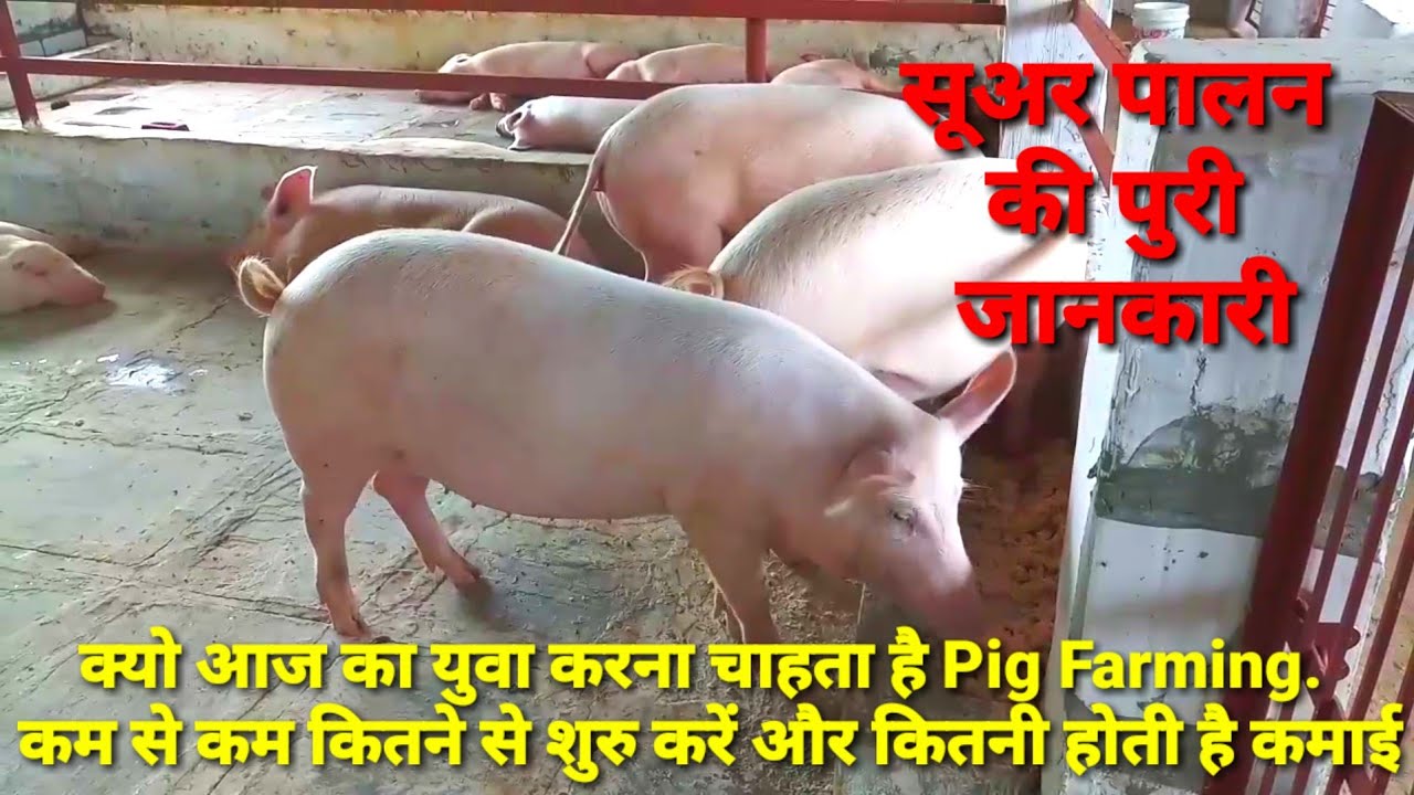 pig farming business plan hindi