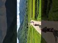 So cool to ride through green rice fields in this September , #weridevietnamtour #vietnamrides