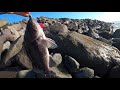 North jetty fishing in ocean shores washington state  catch and cook of black rockfish