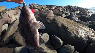 North jetty fishing in Ocean Shores, Washington State  Catch and cook of black rockfish