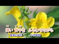 01-031   花も嵐も*** 山本譲二 音圓 950111  金嗓 60154(台語 : 疼你若生命)