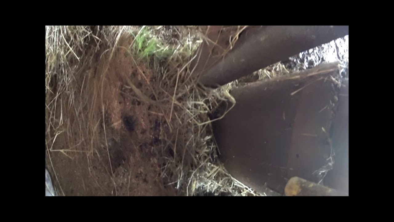 Sortie des génisses pour pesée