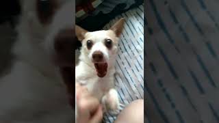 Playing with my Dog, Reily