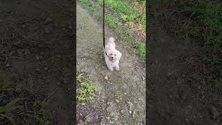 Curly Ques Memphis Blue gets a Xander escort once he s done in baby pen