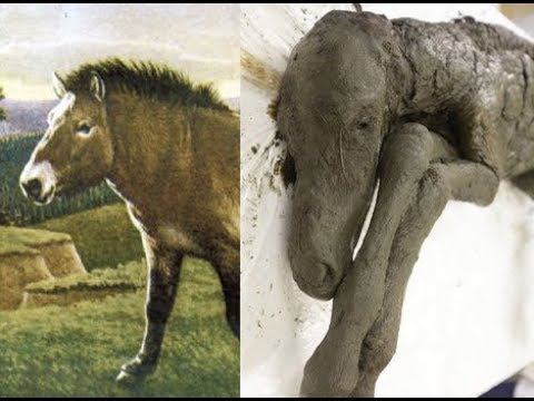 Scientists trying to clone 40000-year-old horse as "first step" to bring extinct woolly mammoth back to life