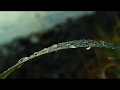 Understanding Dew and Humidity
