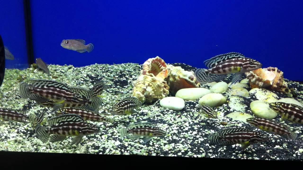 knowledge base Checkered Julie & Lamprologus signatus @ Sweet Knowle Aquatics