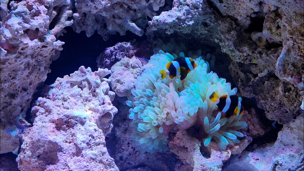 الطريقه الصحيحه لوضع الاسماك المارين والشعاب المرجانية الجديده داخل احواض اسماك الزينه 🐠🐟🇪🇬📢🦐🦐🦐