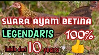 SUARA AYAM HUTAN BETINA LEGENDARIS ,DIJAMIN ORY LANGSUNG DATANG