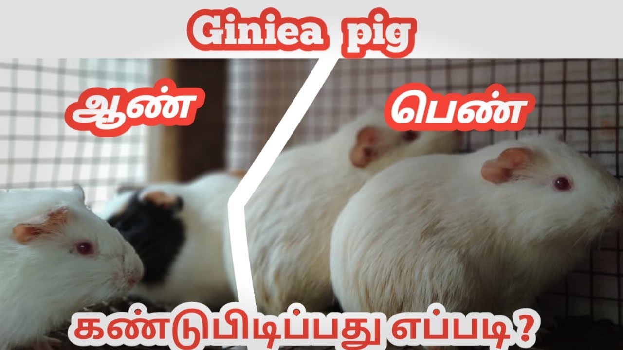 கினிபிக்கில் ஆண் பெண் கண்டு பிடிப்பது எப்படி | tamil | xavier rabbit farm | nagercoil