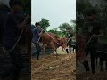 কুরবানীর গরু 126 😱 #trending #cow #shorts #viral