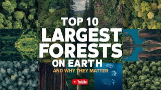 Top 10 Largest Forests on Earth and Why They Matter