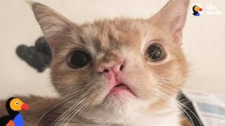 Smush the Cat Finds Her Perfect Family | The Dodo