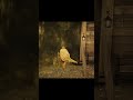 جينا في وقت غلط            دندنها