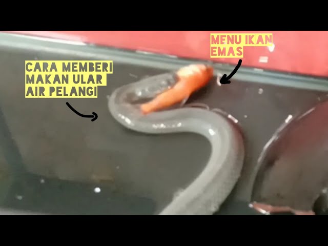 Yangi onlayn jinsiy aloqani tomosha qiling