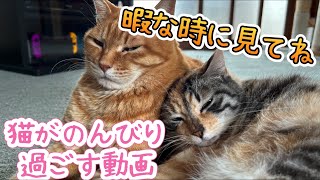 まったりゴロゴロしている猫たちの姿