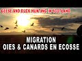 Canard et oie en Écosse - De l'estuaire au champ #3