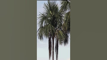 تلاوات مختارة / ( إن الله وملائكته يصلون على النبي..)