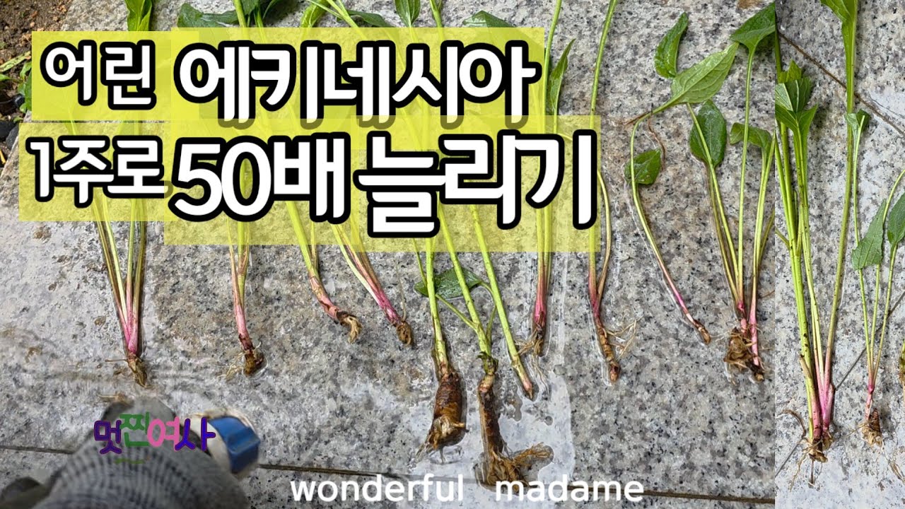 고액의 에키네시아를 나의 정원 가득 채우는, 너무 쉬운 방법/이쁜 에키네시아를 마음껏 늘리는 법