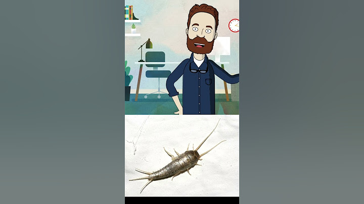 Unterschied Silberfische Papierfische
