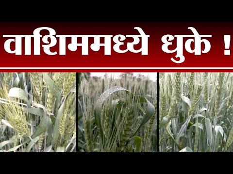 Washim | वाशिममध्ये अनेक दिवसांपासून ढगाळ वातावरण, काही परिसरात दवबिंदू गोठले - tv9