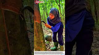 Woher Autoreifen kommen: Die traditionelle Kunst der Kautschukgewinnung 🚗🌱#industrial #nature #ideas