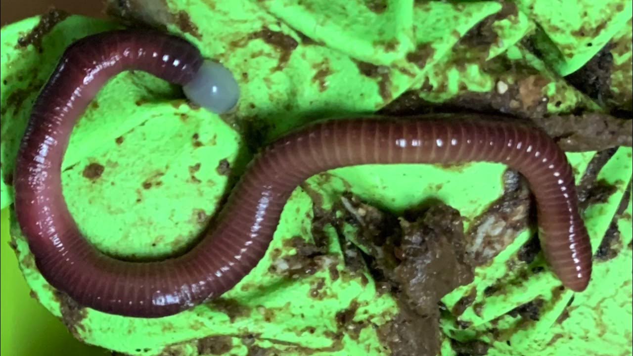 Worm Sx Ed Composting Worms Clitellum Cocoons Insemination
