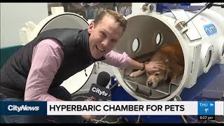 News 1130 - CityNews - Hyperbaric Oxygen Chamber for Pets - Canada