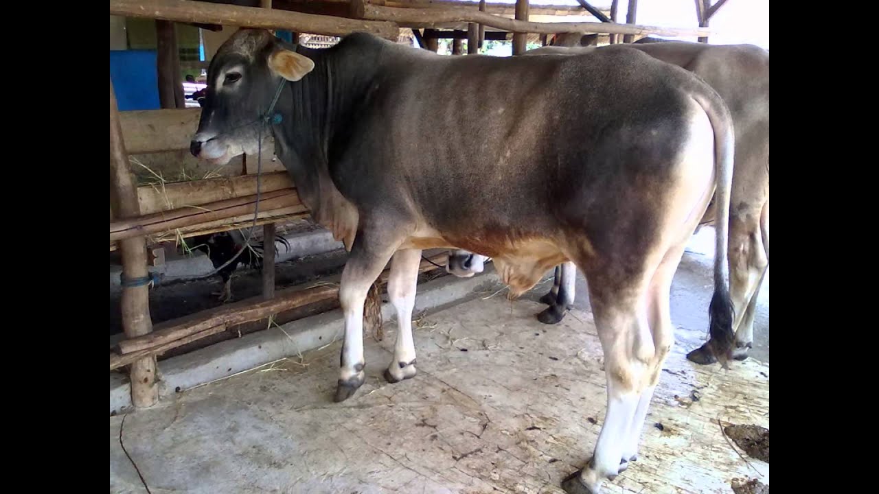 Sapi Kurban 2013 - YouTube