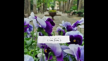 أَیُحِبُّ أَحَدُكُمۡ أَن یَأۡكُلَ || تلاوة مميزة لفضيلة الشيخ الوليد الشمسان #دار_المتقين #quran 🤍