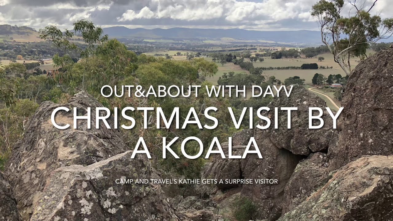 CHRISTMAS VISIT BY A KOALA