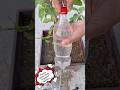 Genius Plant Watering Hack With Plastic Bottles Dripirrigation