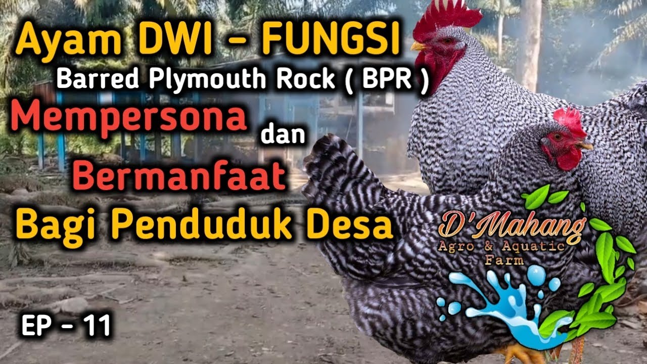 EP 11 - Persona dan manfaat ayam Dwi - Fungsi 