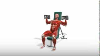Exercise Videos- Powerblock Shoulder Press -- Back Supported