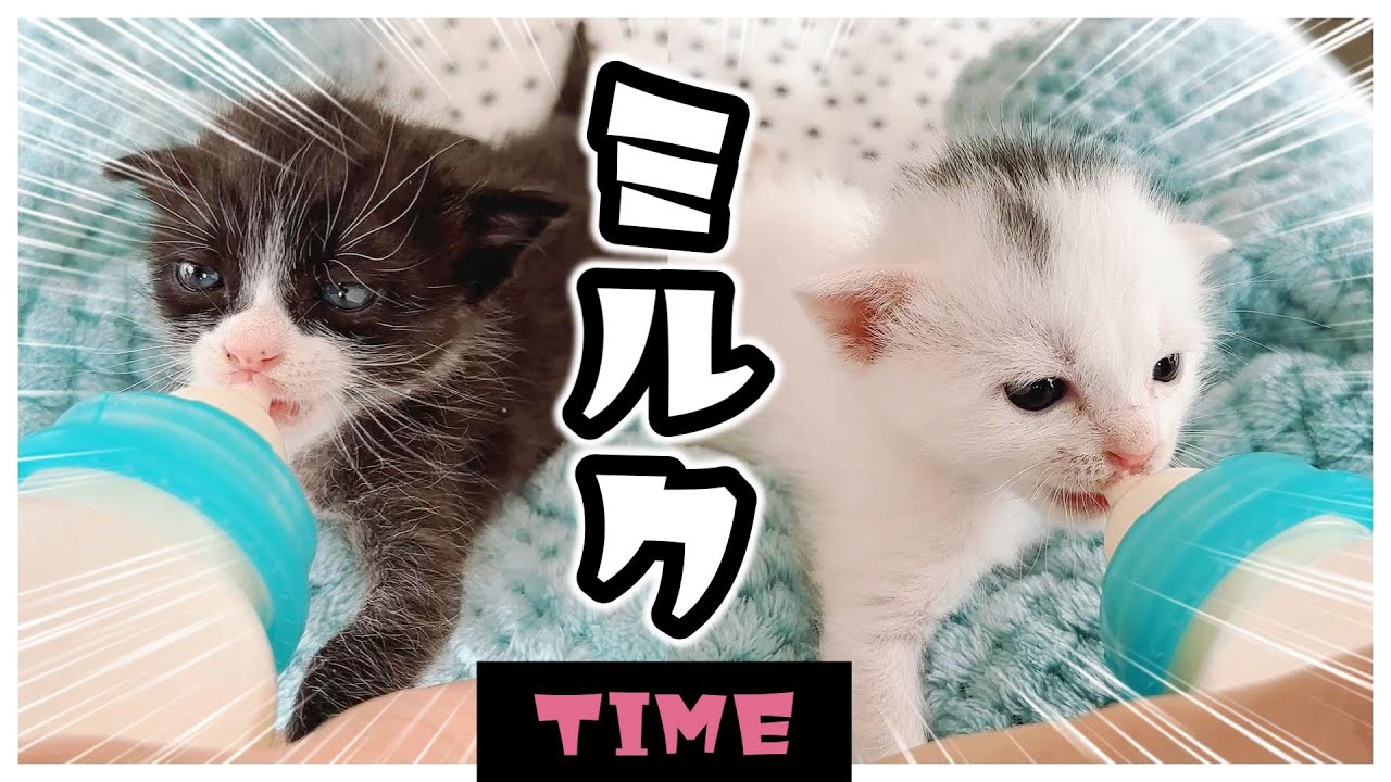 かわいすぎな子猫たちのピャーとがジュルルルゥ～とかキョロキョロとかグテ～とか…【保護猫生活13日目】