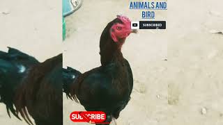 Aseel hen video ' hen Murga " chicken bird "janwar ki video 🐔