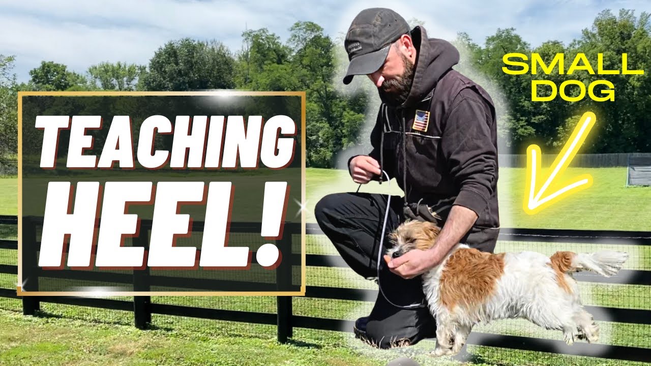 Puppy Training 101: Introduction to Heel Training! — The Puppy Academy