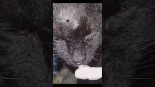 #catshorts #cat #kitty #blackcat #happy #happycat #cutecat #cute #felinebehavior