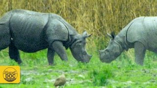 Rinoceronte - Animales Salvajes