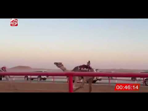 الشوط 1 مخيفة لـ سعيد ناصر بن احمد الدرعي 2 08 92 شارة الصندوق 2025 04 05 فطامين الرقيعات