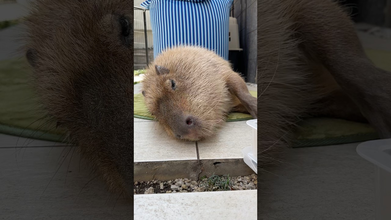 🤴「もっと撫でて〜」#capybara #capibara #カピバラ #tokyo #shorts