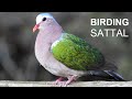 Birding Sattal, Uttarakhand, India