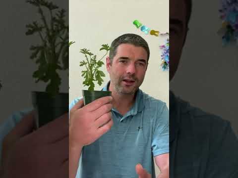 Video: Zadržuje rostlina citronela mouchy?