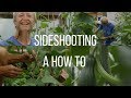 Side-shooting and training cordon tomatoes, cucumber, aubergine undercover