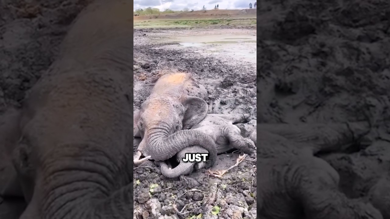 Слоны знают, что значит смерть 