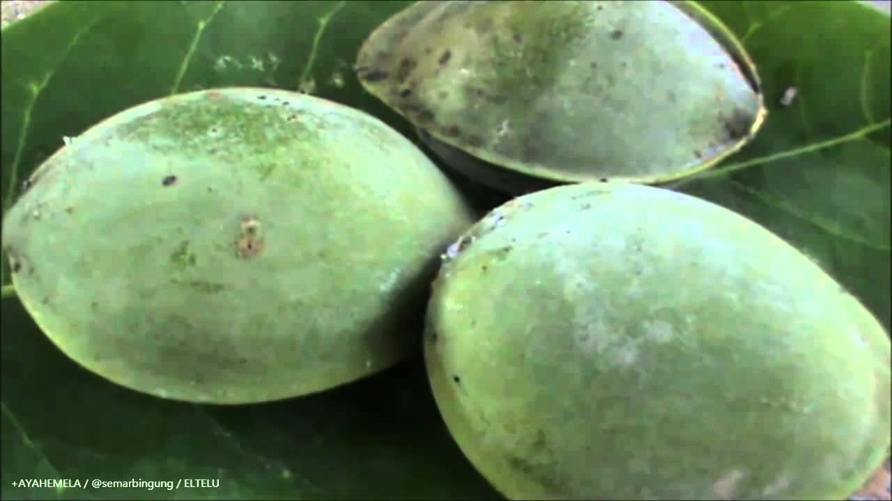  Buah  Pohon Ketapang  Atau Terminalia Catappa YouTube