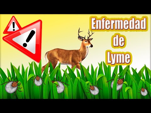 Vídeo: Enfermedad De Lyme Diseminada Temprana