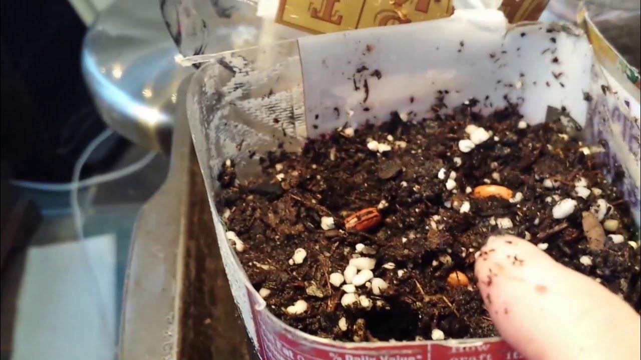 Point Your Vegetable Seeds The Right Direction - Seed Orientation